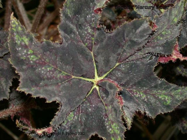 B. ‘Mercury Moon’